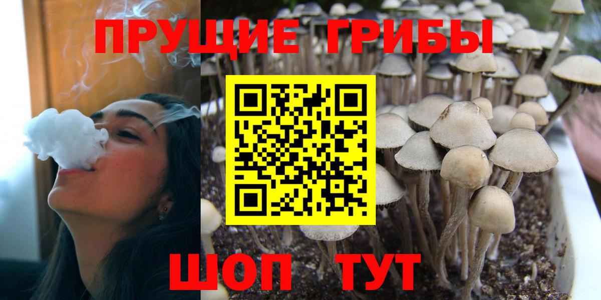 Кыштым  Псилоцибиновые грибы Psilocybe  где продают   Псилоцибиновые грибы GOLDEN TEACHER  Вход с VPN 